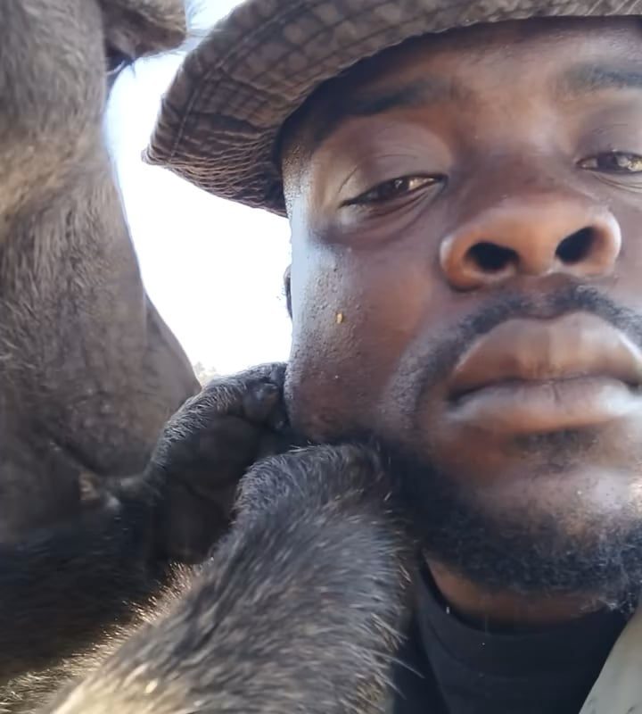 Baboon grooming human