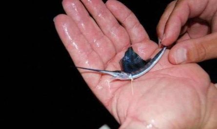 Baby Marlin
