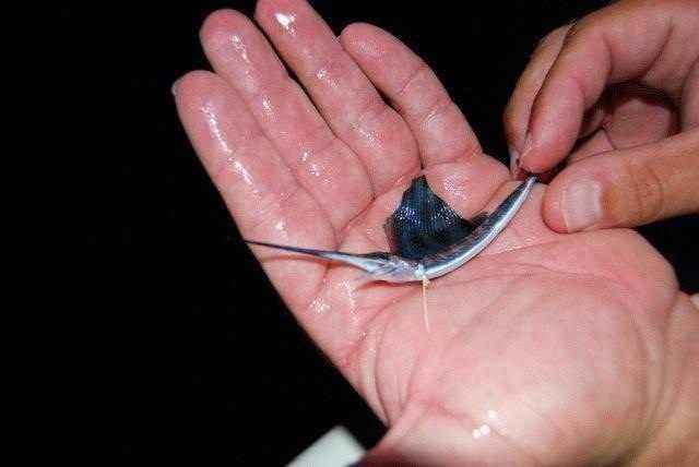 Baby Marlin