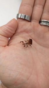 Baby leaf insect swaying like a real leaf to camouflage itself 🌿