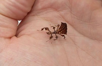 Baby leaf insect swaying like a real leaf to camouflage itself 🌿