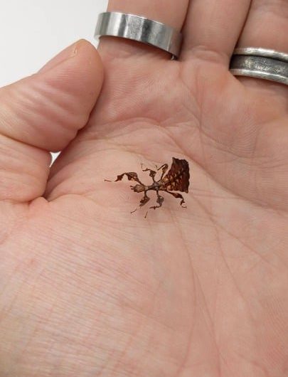 Baby leaf insect swaying like a real leaf to camouflage itself 🌿