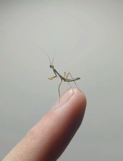 Baby praying mantis!