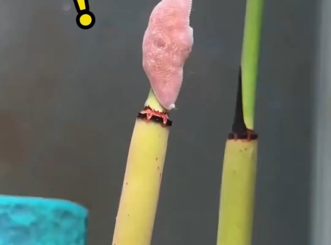 Baby starfish climbing on bamboo in an aquarium