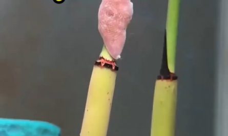 Baby starfish climbing on bamboo in an aquarium