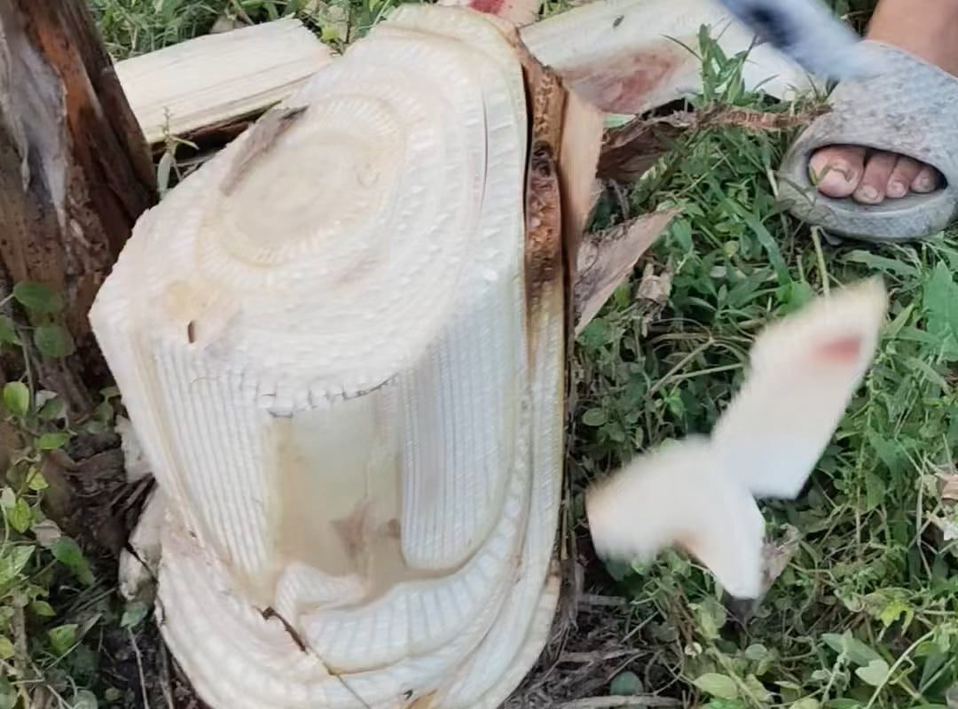 Banana tree stump getting sliced