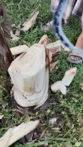 Banana tree stump getting sliced