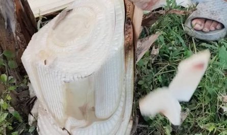 Banana tree stump getting sliced