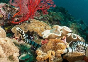 Banded Sea Krait