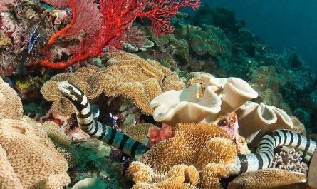 Banded Sea Krait