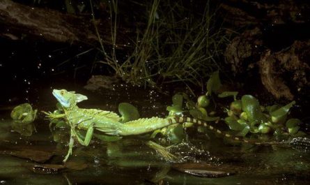 Basilisk, the Jesus Lizard that runs over water