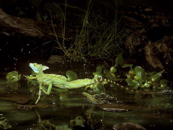 Basilisk, the Jesus Lizard that runs over water
