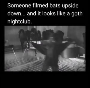 Bats filmed upsidedown