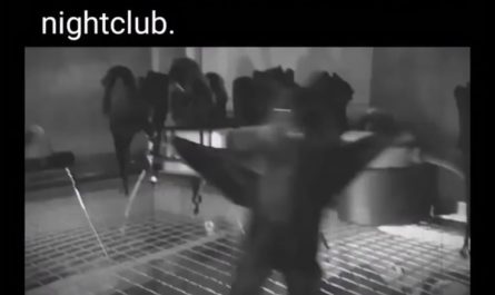 Bats filmed upsidedown
