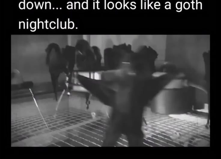 Bats filmed upsidedown