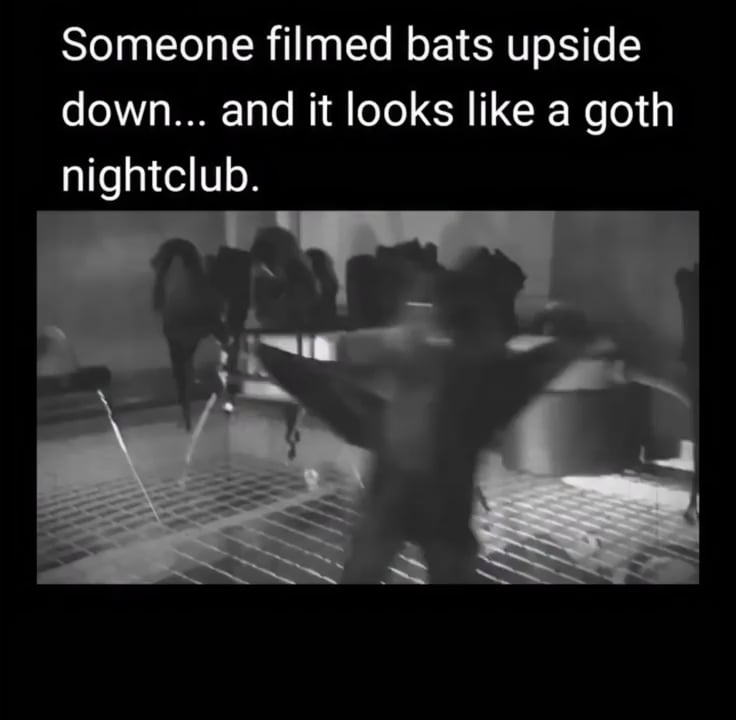 Bats filmed upsidedown