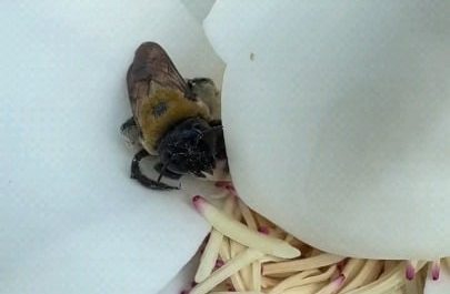Bee gets more pollen than it knows what to do with
