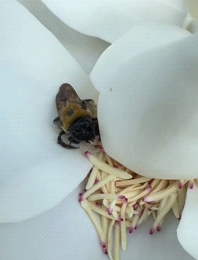 Bee gets more pollen than it knows what to do with