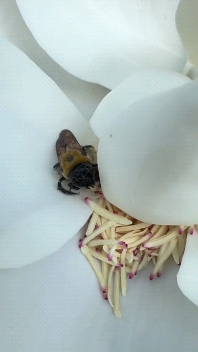 Bee gets more pollen than it knows what to do with