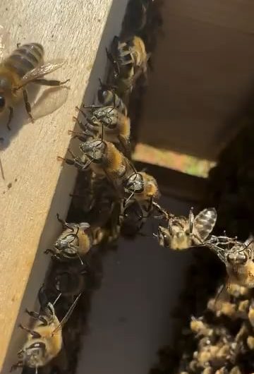 Bees Linking Legs Into “Festoons” While Building a Comb
