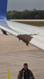 Bees being blown off the wing of an airplane.