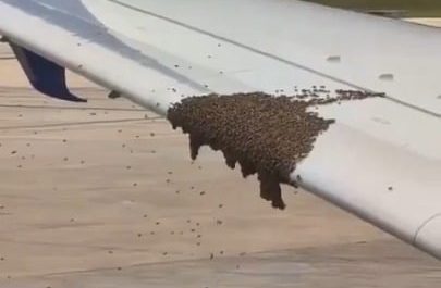 Bees being blown off the wing of an airplane.