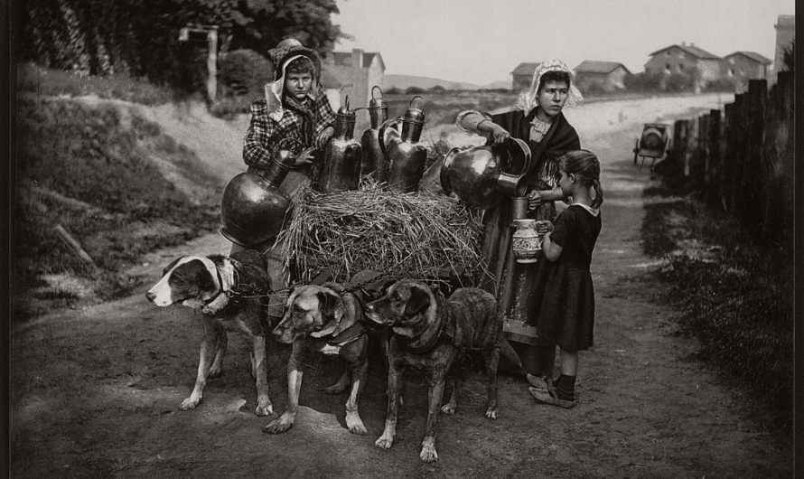 Belgium milk women in their traditional clothes using dogs to pull their cars, Brussels, Belgium, circa 1880-90s.