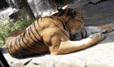 Bicep Muscle Of An Average Adult Tiger.