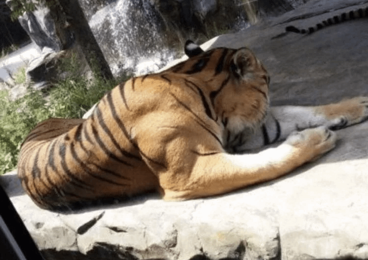 Bicep Muscle Of An Average Adult Tiger.