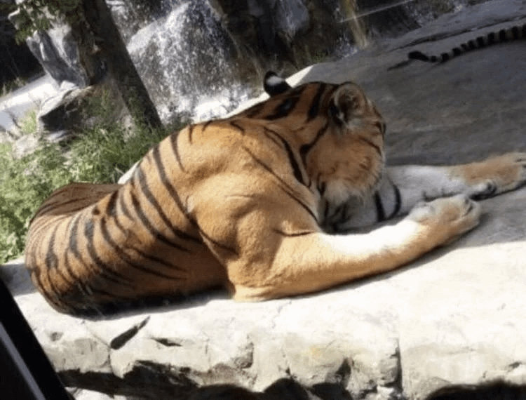Bicep Muscle Of An Average Adult Tiger.