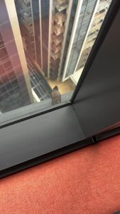 Bird takes off in style