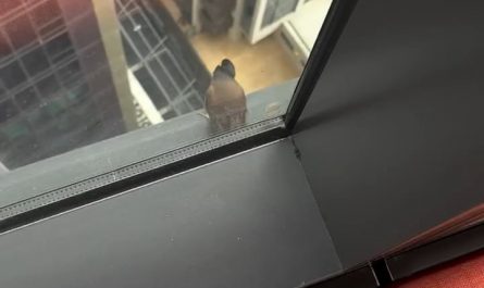 Bird takes off in style