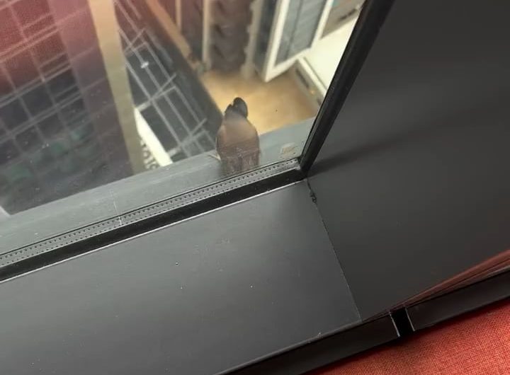 Bird takes off in style