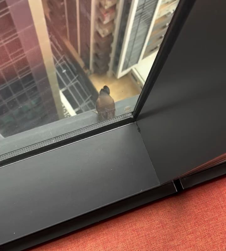 Bird takes off in style