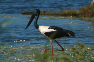 Black-necked Stork