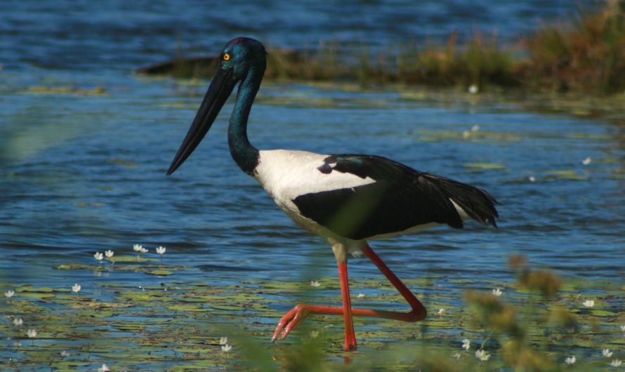 Black-necked Stork