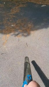 Blowing tree pollen.