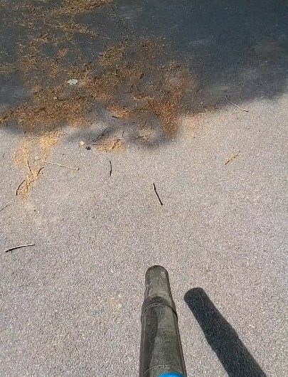 Blowing tree pollen.