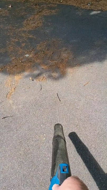 Blowing tree pollen.