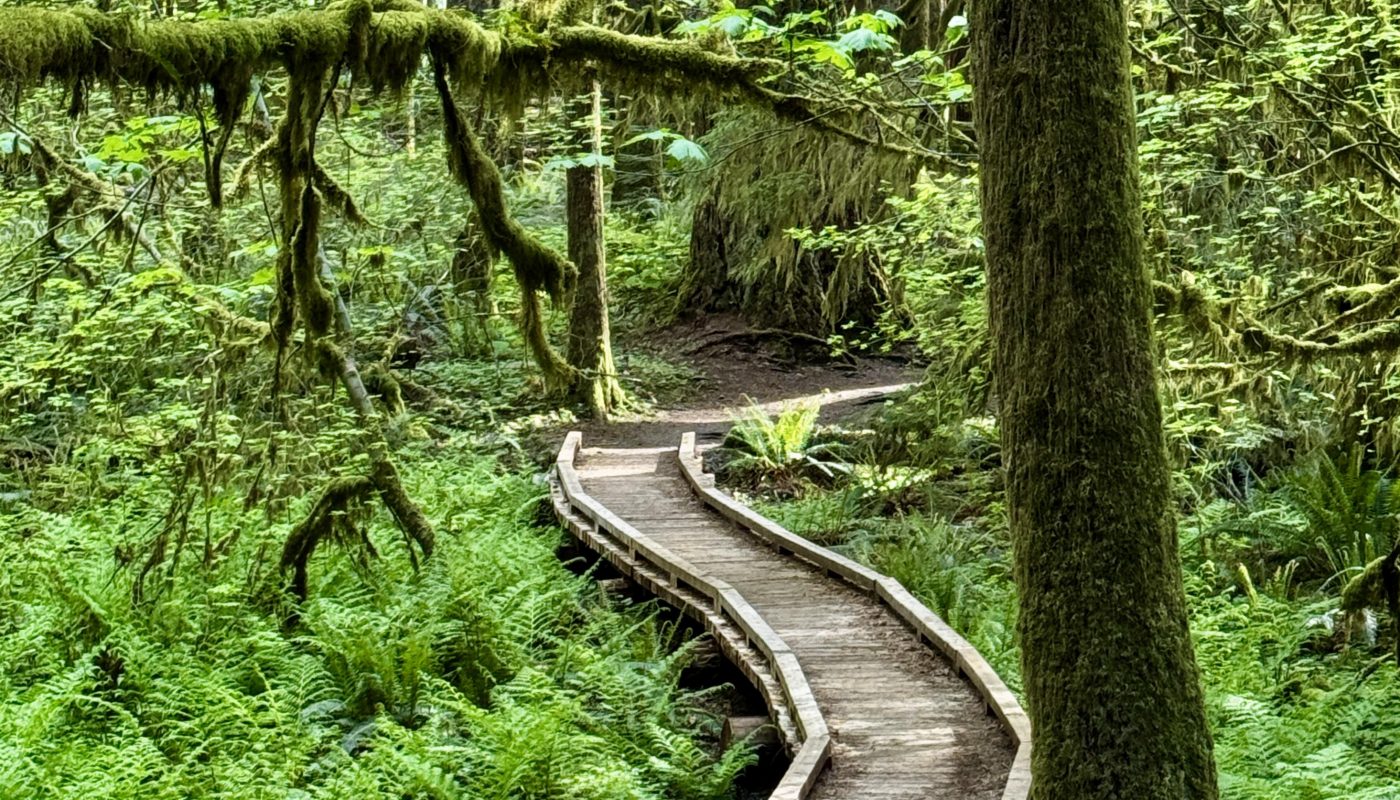 Boardwalk curving through a lush forest
