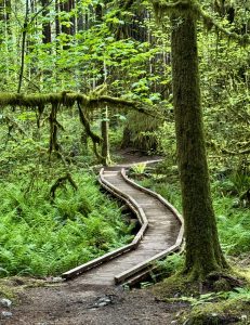 Boardwalk curving through a lush forest
