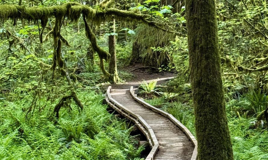 Boardwalk curving through a lush forest