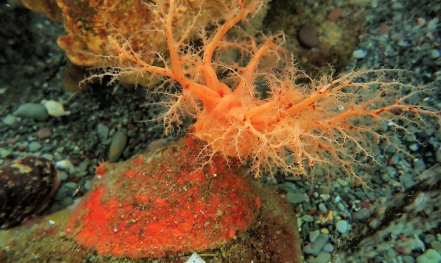 Body parts from a sea cucumber neither die nor regenerate, but reshape into balls and stay “alive” for years. Though they lack mouths, they can absorb nutrients from the water and grow.