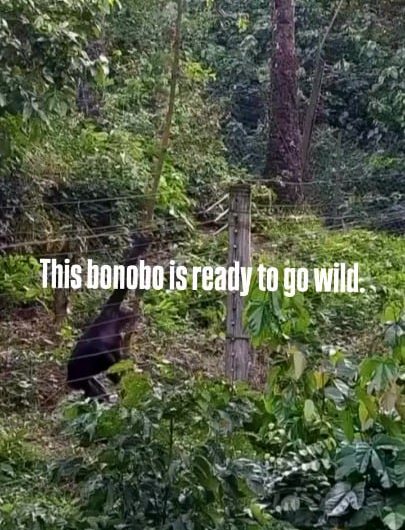 Bonobo Pole figures out a clever way to get past the fence.
