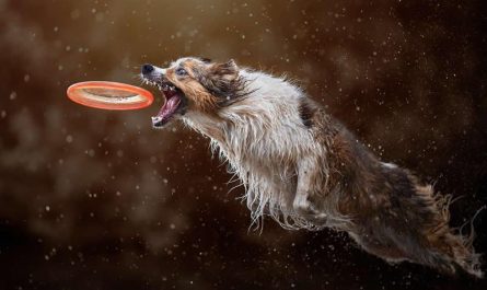 Border Collie and Frisbee (Photo:  Claudio Piccoli)