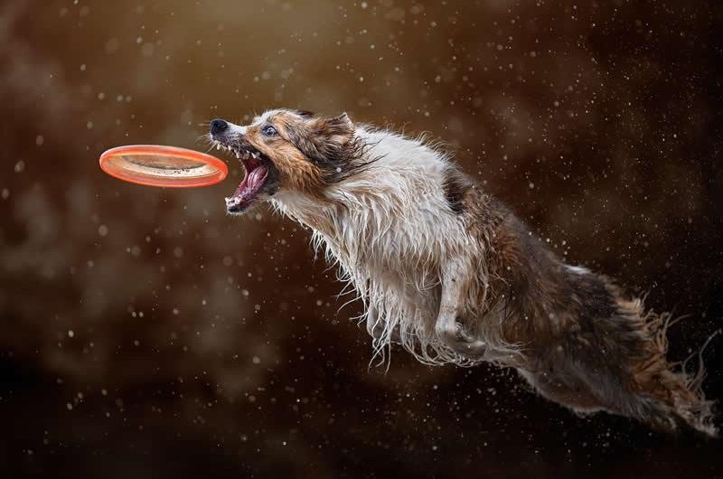 Border Collie and Frisbee (Photo:  Claudio Piccoli)
