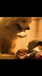 Bro skipped the instructions and chose chaos. 🐶🥄