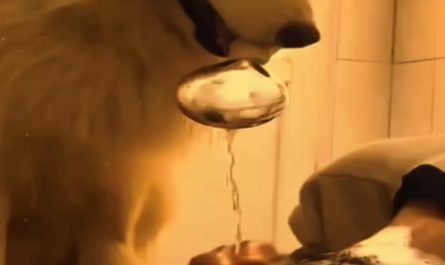 Bro skipped the instructions and chose chaos. 🐶🥄
