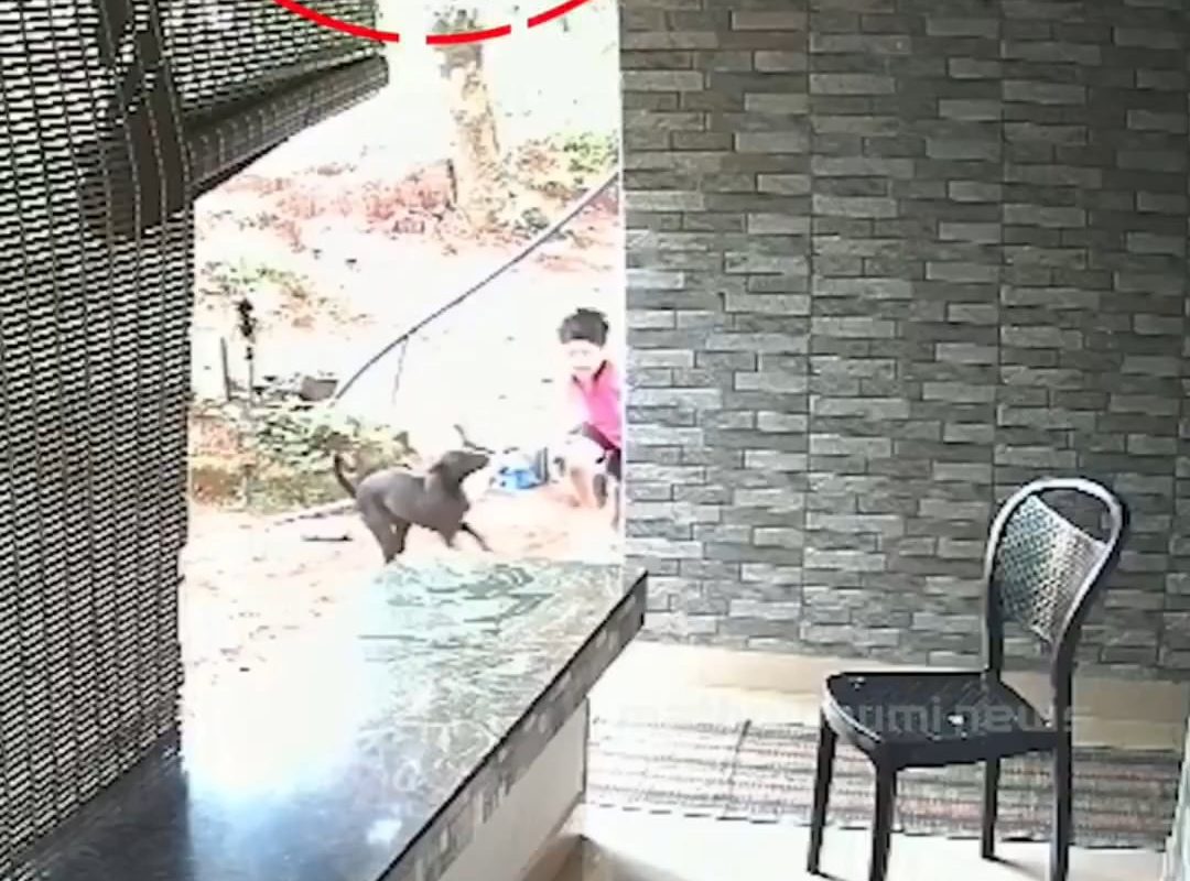 Brother jumps from first floor to save the younger brother from stray dog attack.