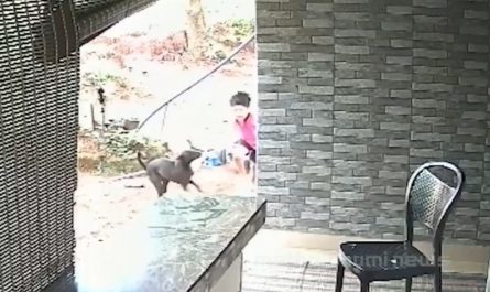 Brother jumps from first floor to save the younger brother from stray dog attack.